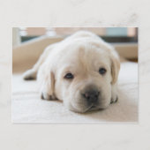 Sleepy Golden Labrador Puppy Postkarte (Vorderseite)