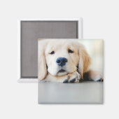 Sleepy Golden Retriever Puppy Magnet (Vorderseite/Rückseite)