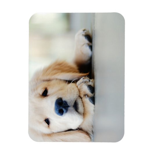 Sleepy Golden Retriever Puppy Magnet (Vertikal)