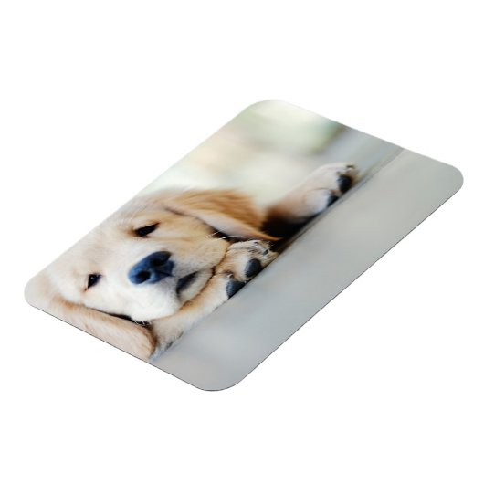 Sleepy Golden Retriever Puppy Magnet (Linke Seite)