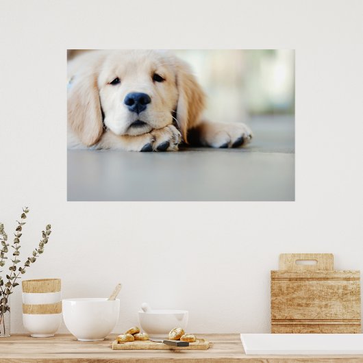 Sleepy Golden Retriever Puppy Poster (Küche)
