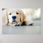 Sleepy Golden Retriever Puppy Poster (Vorne)
