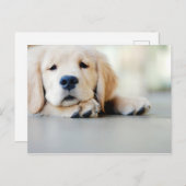 Sleepy Golden Retriever Puppy Postkarte (Vorne/Hinten)