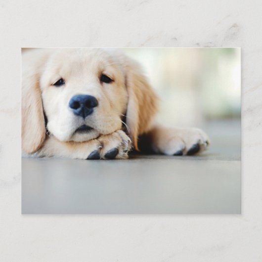 Sleepy Golden Retriever Puppy Postkarte (Vorderseite)