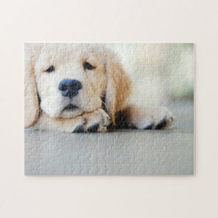 Sleepy Golden Retriever Puppy Puzzle