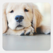 Sleepy Golden Retriever Puppy Quadratischer Aufkleber (Vorderseite)