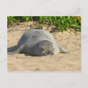 Sleepy Hawaiian Monk Siegel Postkarte