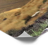 Sleepy Kea Poster (Ecke)