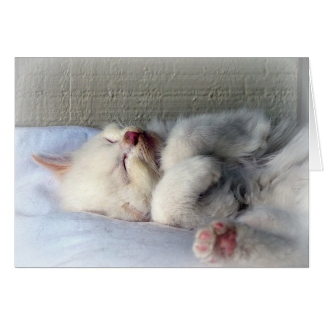 Sleepy Kitten (Vorderseite (Horizontal))