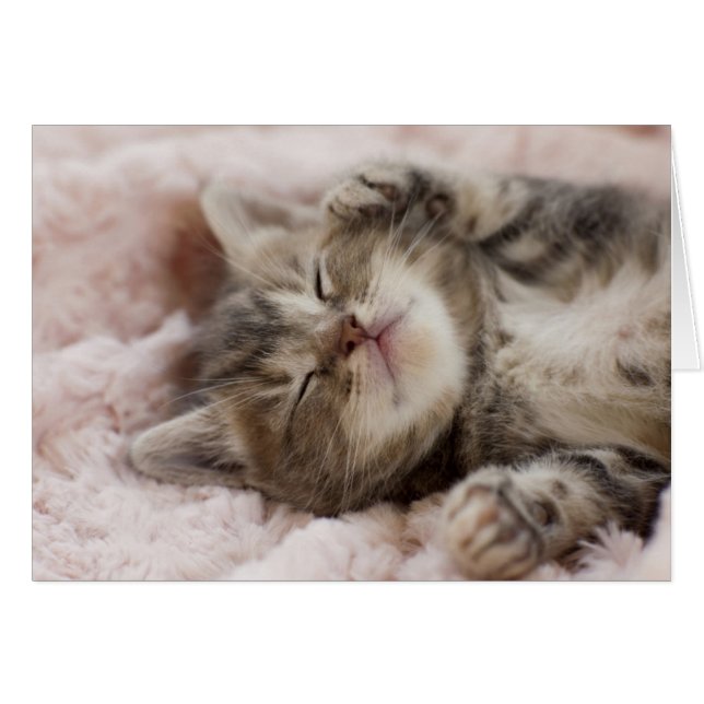 Sleepy Kitten (Vorderseite (Horizontal))