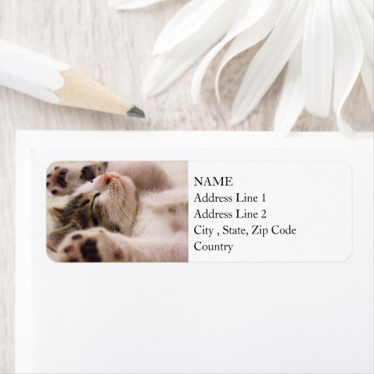 Sleepy Kitten | Ausgerüstete Paws (Insitu)