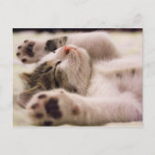 Sleepy Kitten | Ausgerüstete Paws Postkarte (Vorderseite)