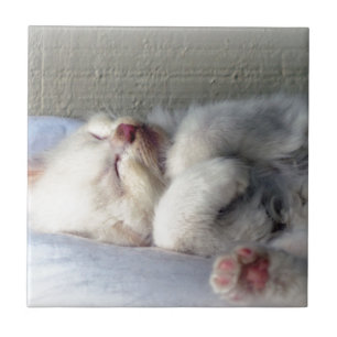 Sleepy Kitten Fliese