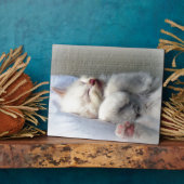 Sleepy Kitten Fotoplatte (Seite)