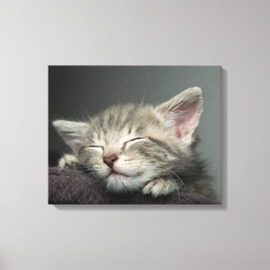 Sleepy Kitten Leinwanddruck