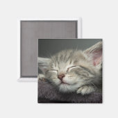 Sleepy Kitten Magnet (Vorderseite/Rückseite)
