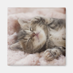 Sleepy Kitten Magnet