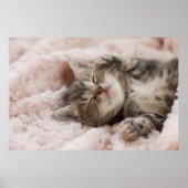 Sleepy Kitten Poster (Vorne)
