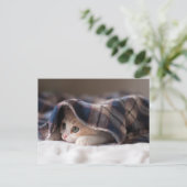 Sleepy Kitten Postkarte (Stehend Vorderseite)