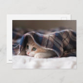 Sleepy Kitten Postkarte (Vorne/Hinten)