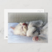 Sleepy Kitten Postkarte (Vorne/Hinten)