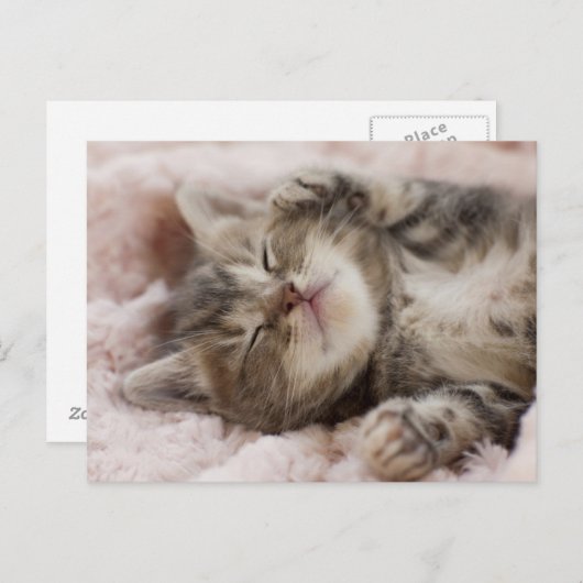 Sleepy Kitten Postkarte (Vorne/Hinten)