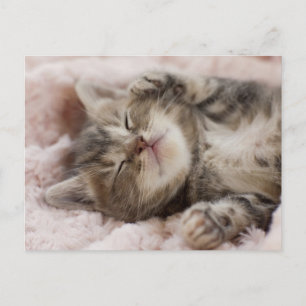 Sleepy Kitten Postkarte