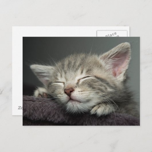 Sleepy Kitten Postkarte (Vorne/Hinten)