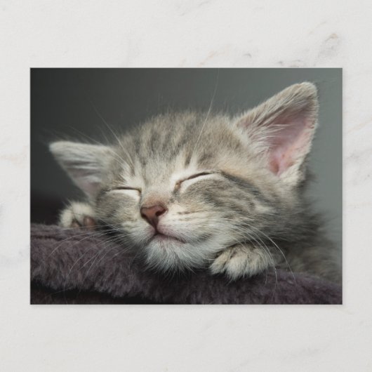 Sleepy Kitten Postkarte (Vorderseite)
