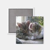 Sleepy Kittens Magnet (Vorderseite/Rückseite)