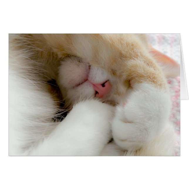 Sleepy Kitty (Vorderseite (Horizontal))