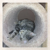 Sleepy Kitty Cat von Shirley Taylor Glasuntersetzer (Vorderseite)
