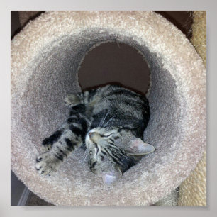 Sleepy Kitty Cat von Shirley Taylor Poster