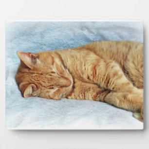 Sleepy Kitty Fotoplatte
