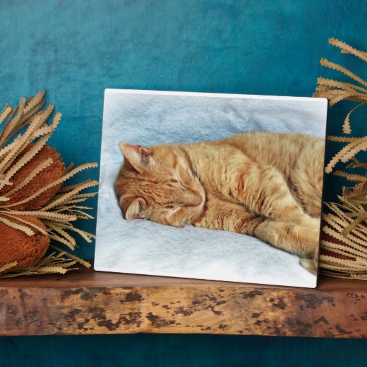 Sleepy Kitty Fotoplatte (Seite)