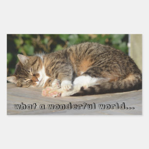 Sleepy kitty rechteckiger aufkleber