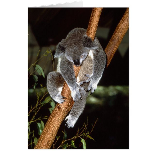 Sleepy Koala (Vorne)