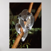 Sleepy Koala Poster (Vorne)