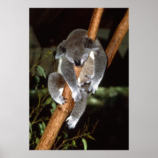 Sleepy Koala Poster (Vorne)