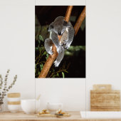 Sleepy Koala Poster (Küche)