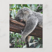 Sleepy Koala Postkarte (Vorderseite)