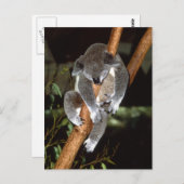 Sleepy Koala Postkarte (Vorne/Hinten)