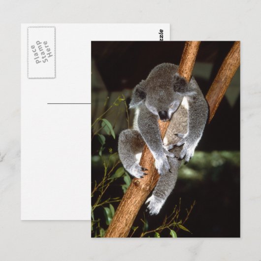 Sleepy Koala Postkarte (Vorne/Hinten)