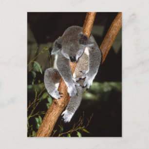 Sleepy Koala Postkarte