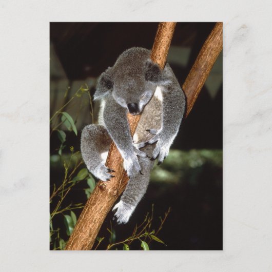 Sleepy Koala Postkarte (Vorderseite)