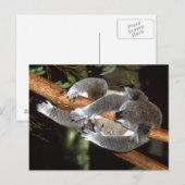 Sleepy Koala Postkarte (Vorne/Hinten)