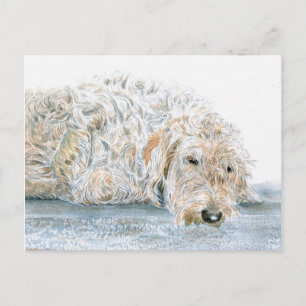 Sleepy Labradoodle Postkarte
