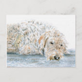 Sleepy Labradoodle Postkarte (Vorderseite)