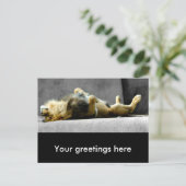 Sleepy Lion Postcard Postkarte (Stehend Vorderseite)