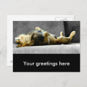 Sleepy Lion Postcard Postkarte (Vorne/Hinten)